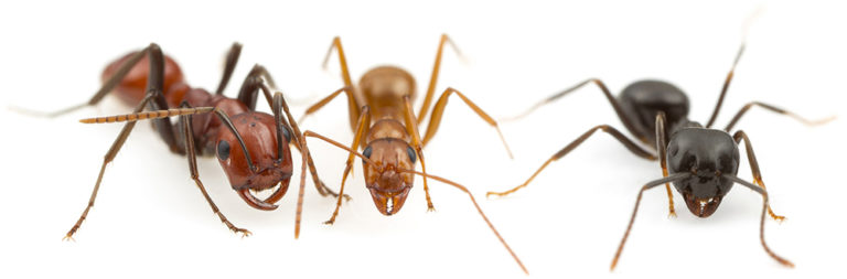 Identification keys - the ant life